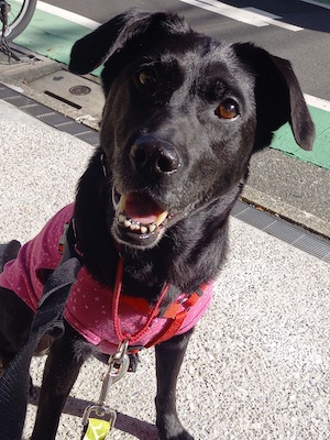 ミレー　犬を抱いた少女 Amazon.co.jp: Minesam 抱き枕 犬 ぬいぐるみ 柴犬 柔らかい